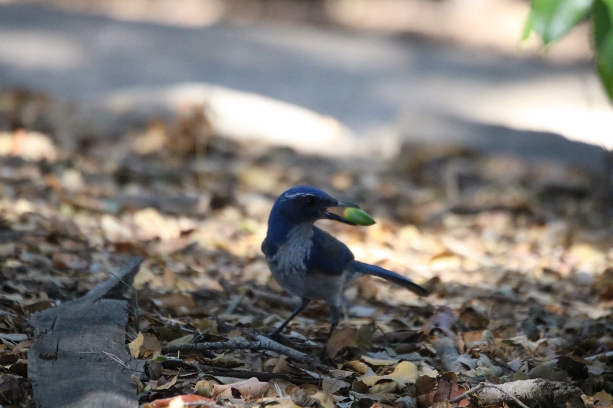 California Scrub-Jay - ML643216959