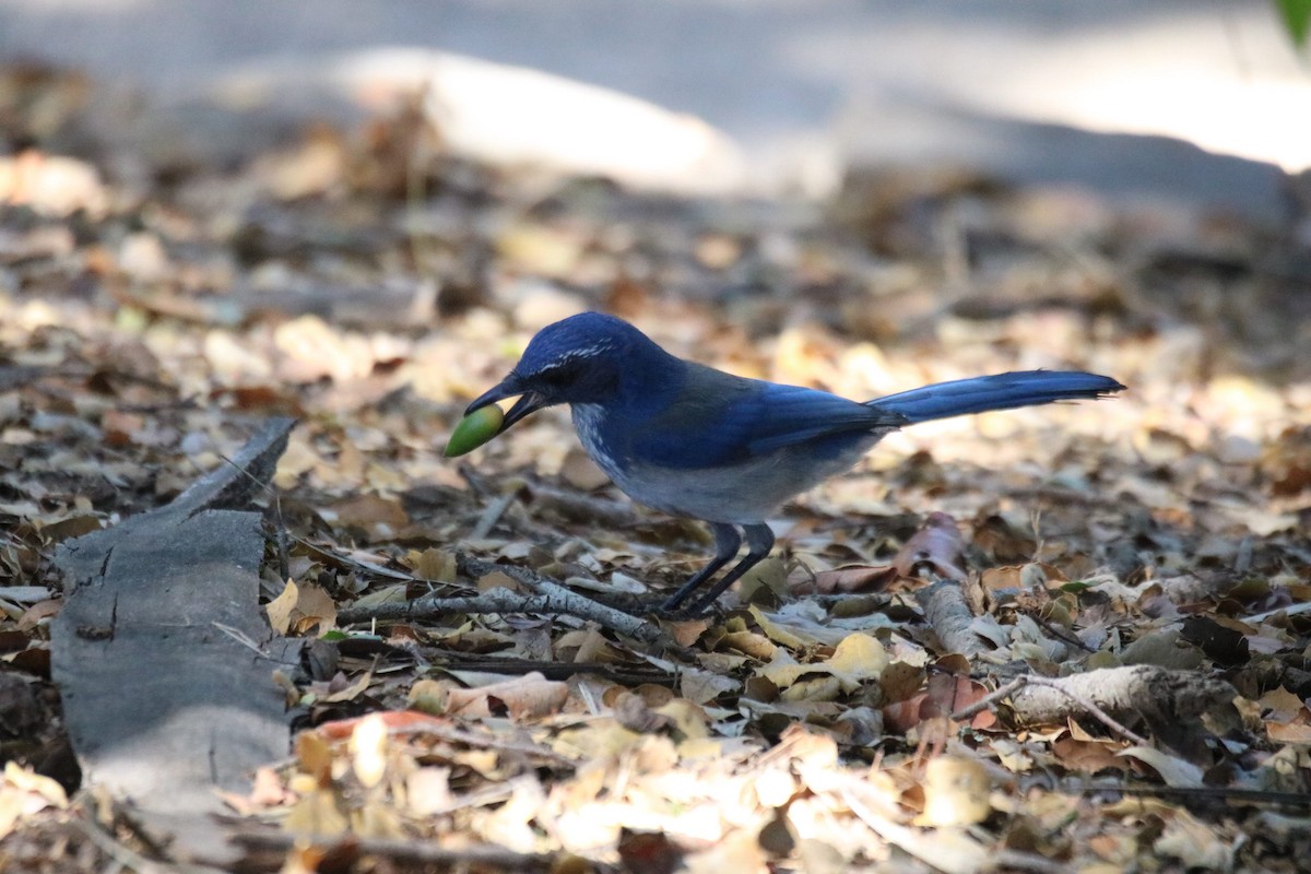 California Scrub-Jay - ML643216960