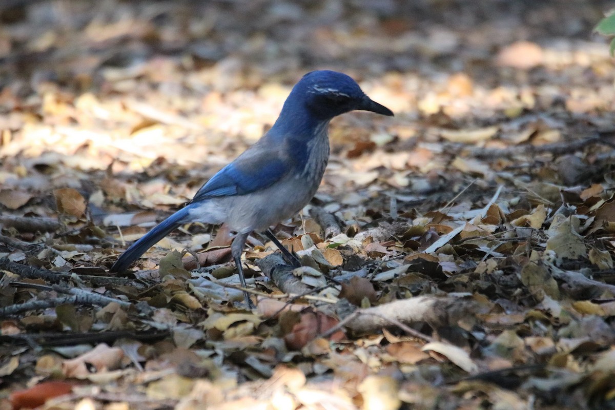 California Scrub-Jay - ML643216961