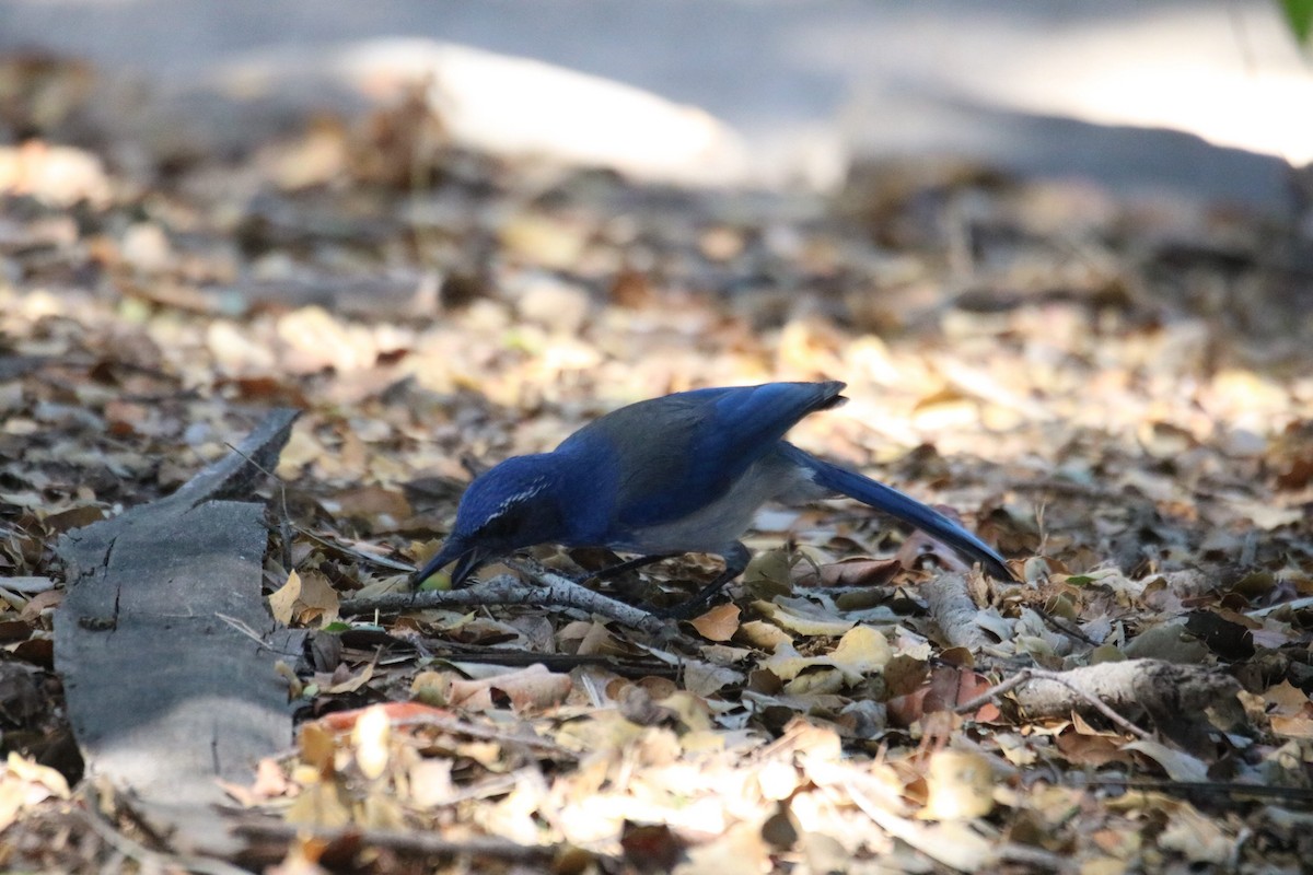 California Scrub-Jay - ML643216962