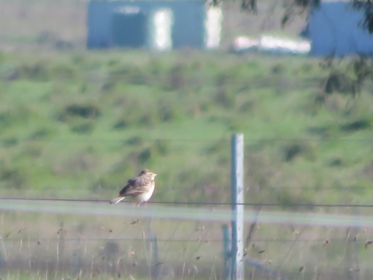 Singing Bushlark - ML643216964