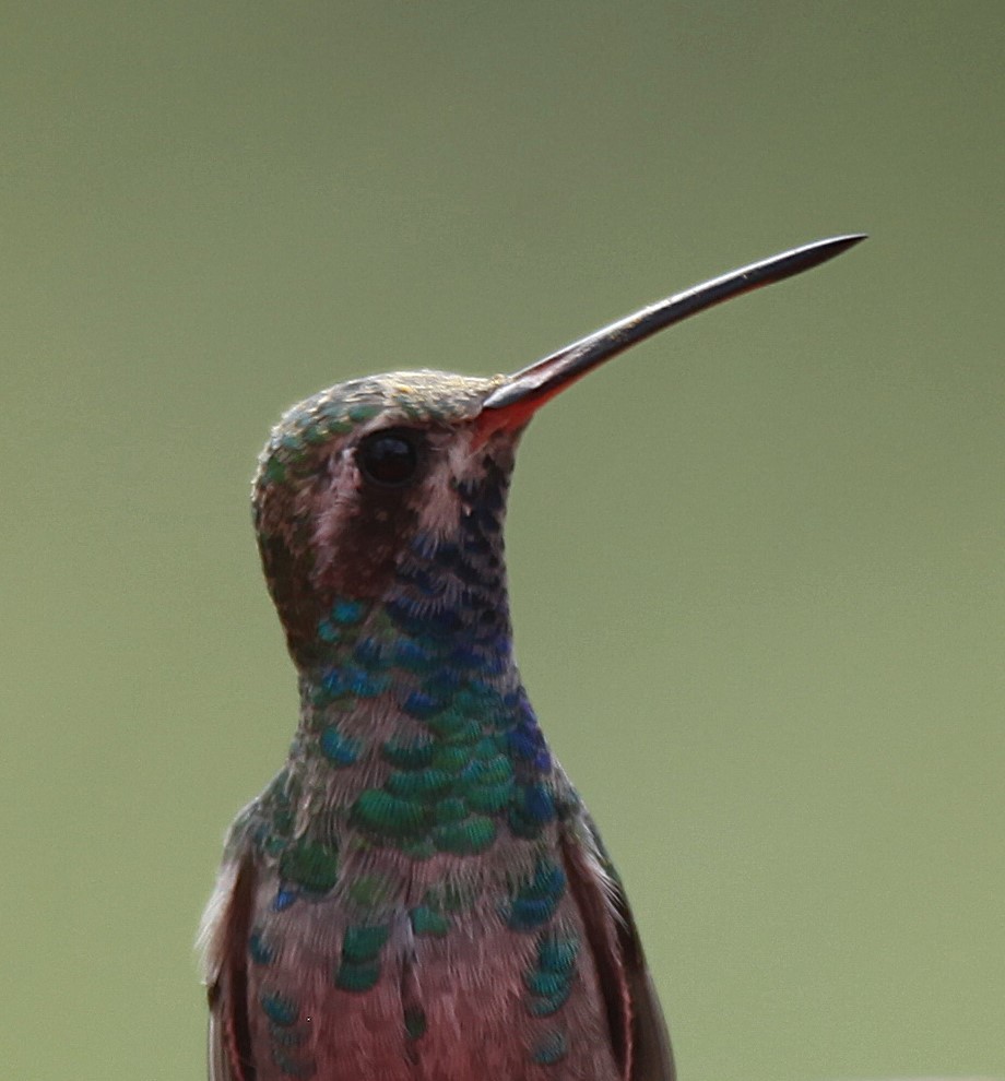 Broad-billed Hummingbird - ML643216965