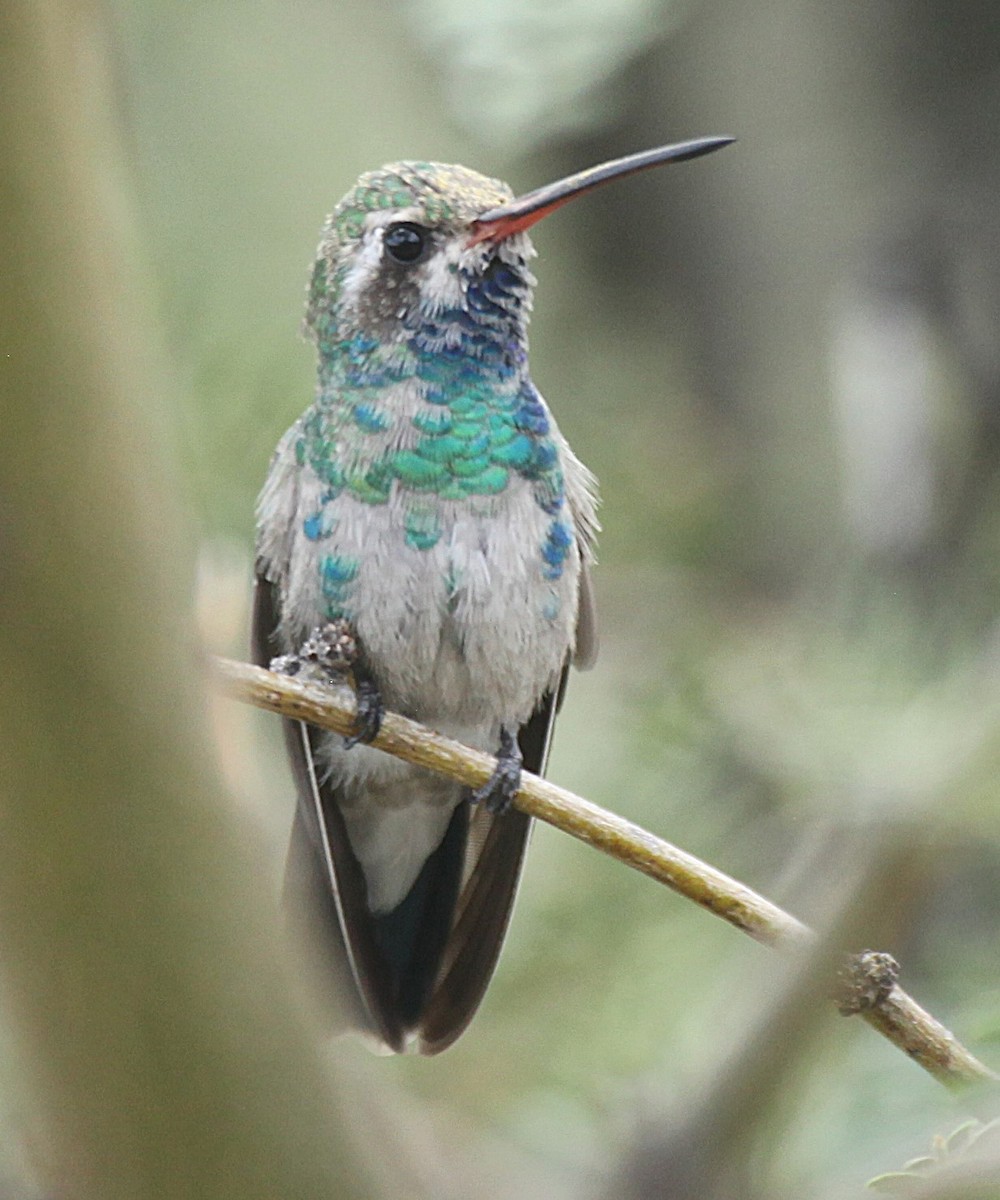 Broad-billed Hummingbird - ML643216966