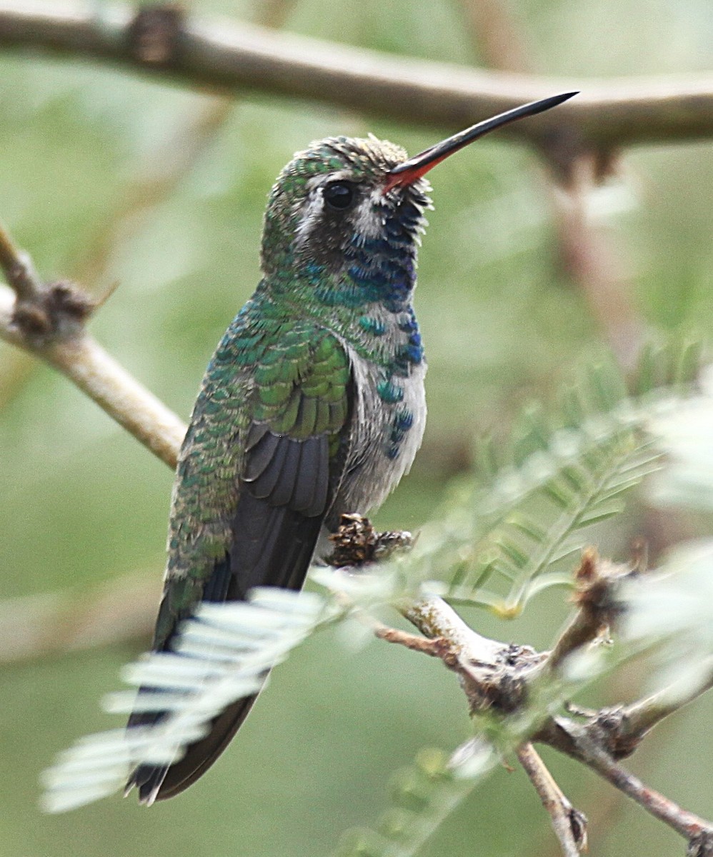 Broad-billed Hummingbird - ML643216967
