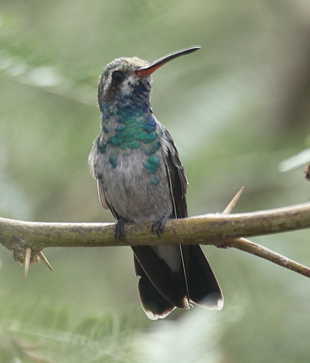 Broad-billed Hummingbird - ML643216968