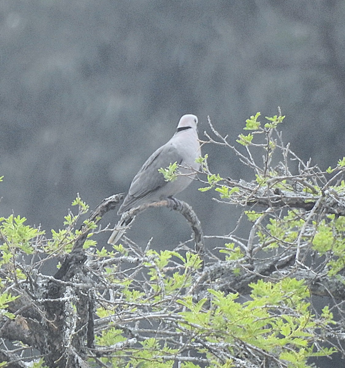 Ring-necked Dove - ML643216969