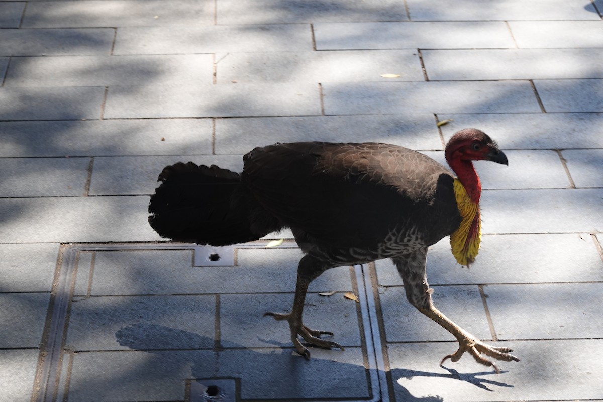 Australian Brushturkey - ML643216975
