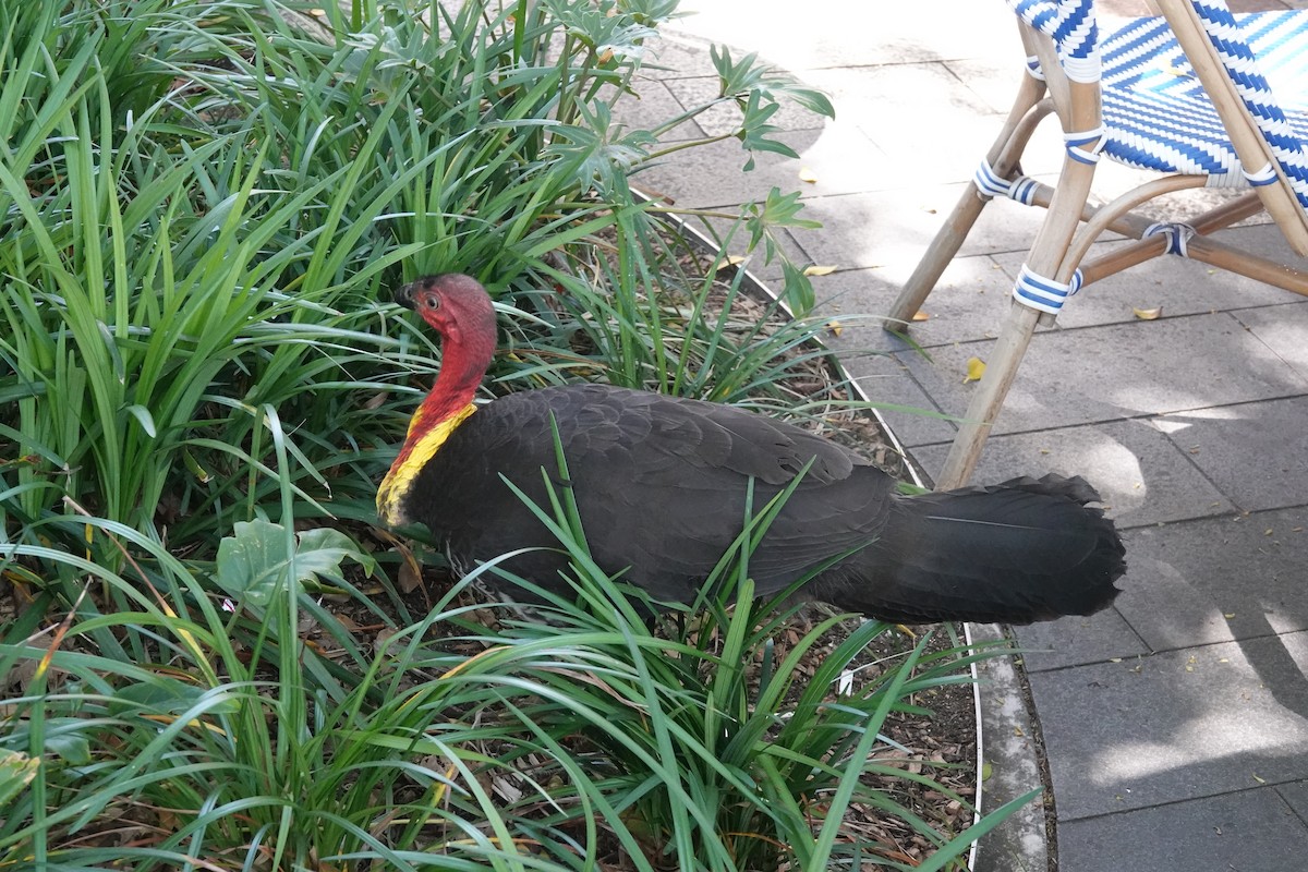 Australian Brushturkey - ML643216976