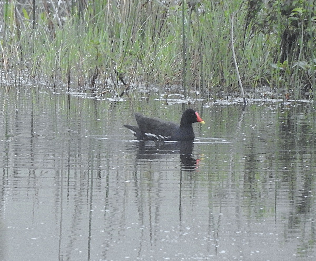 紅冠水雞 - ML643216978
