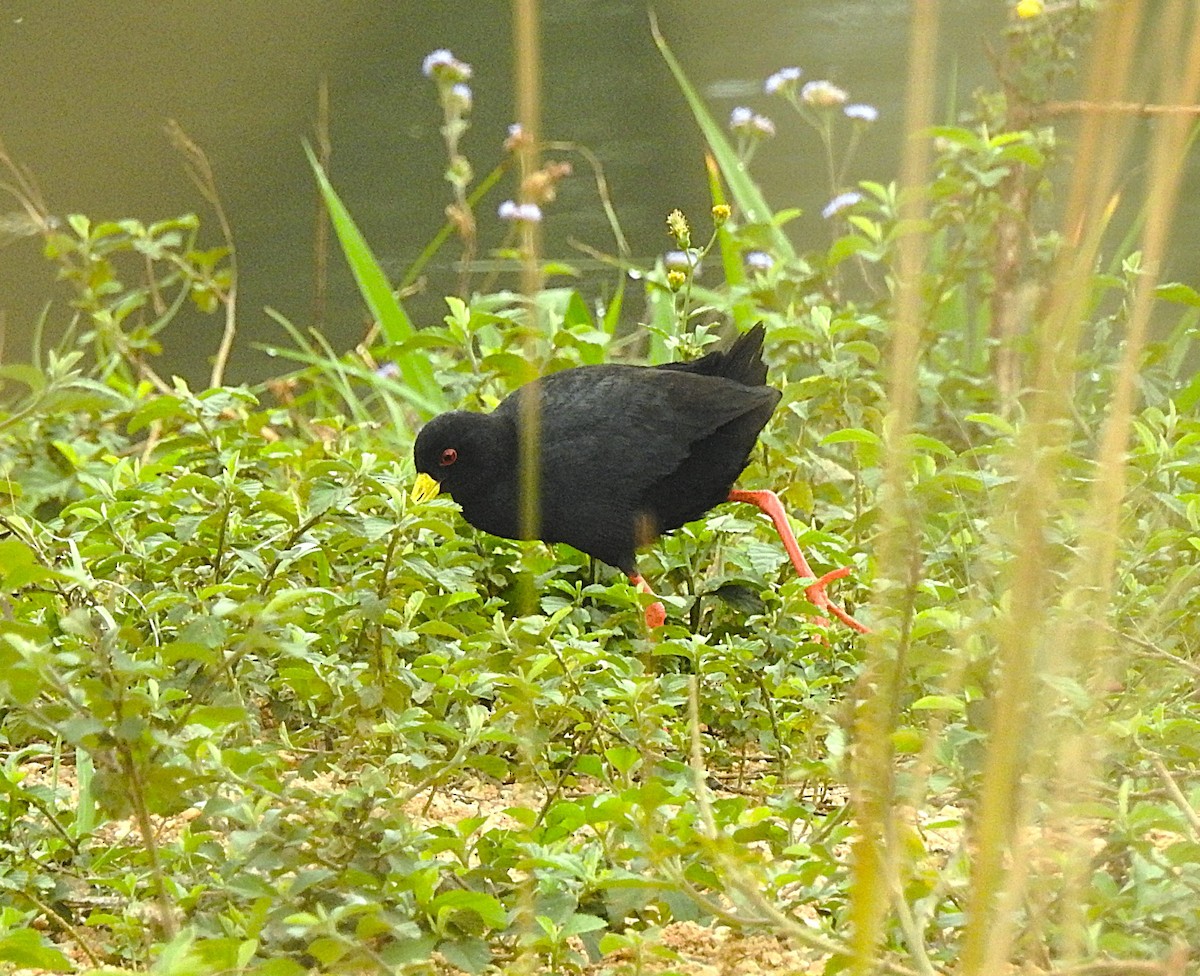 Black Crake - ML643216981