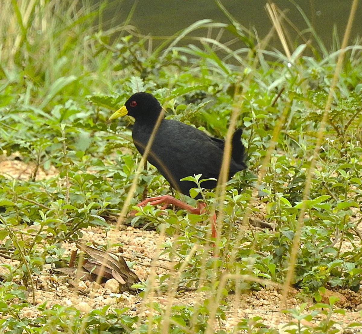 Black Crake - ML643216982