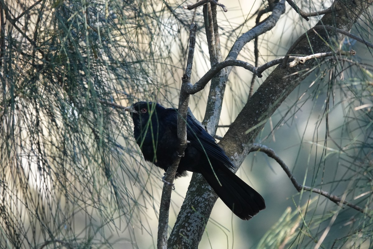 Pacific Koel - ML643216988