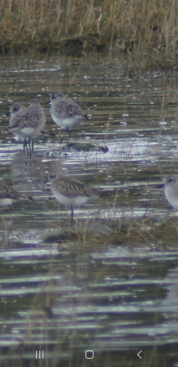 Black-bellied Plover/golden-plover sp. - ML643216991