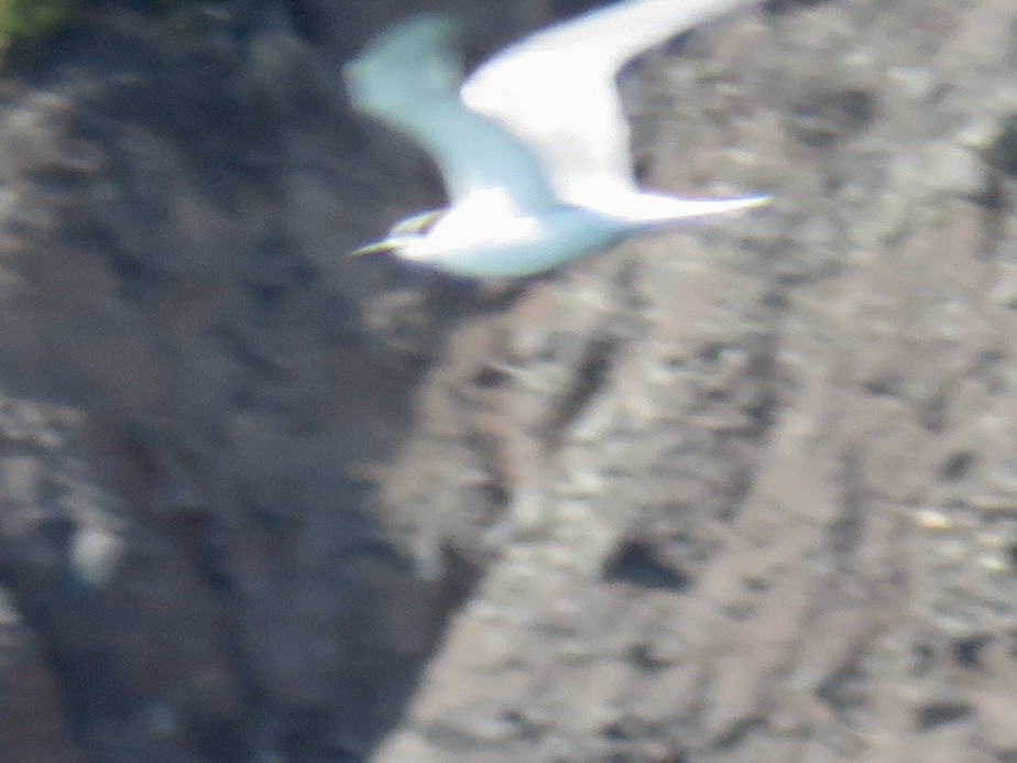 燕鷗 - ML643216994