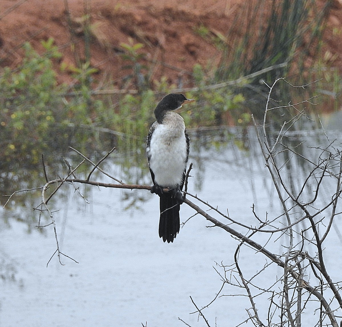Cormoran africain - ML643217000
