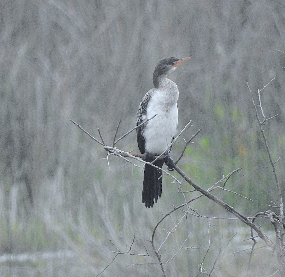 Cormoran africain - ML643217001