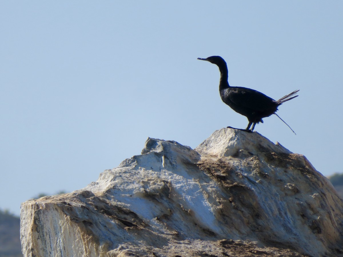 Cormoran pélagique - ML643217003