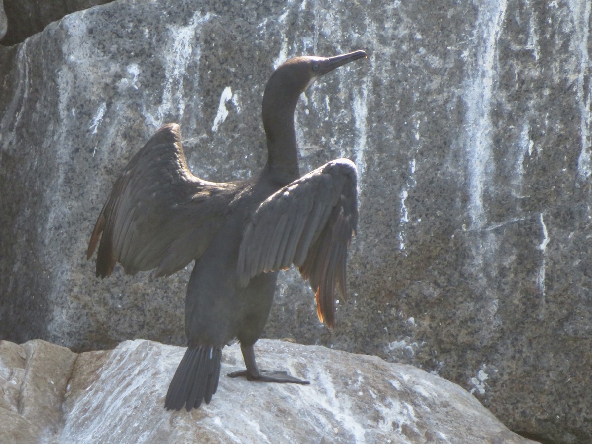 Cormoran de Brandt - ML643217008
