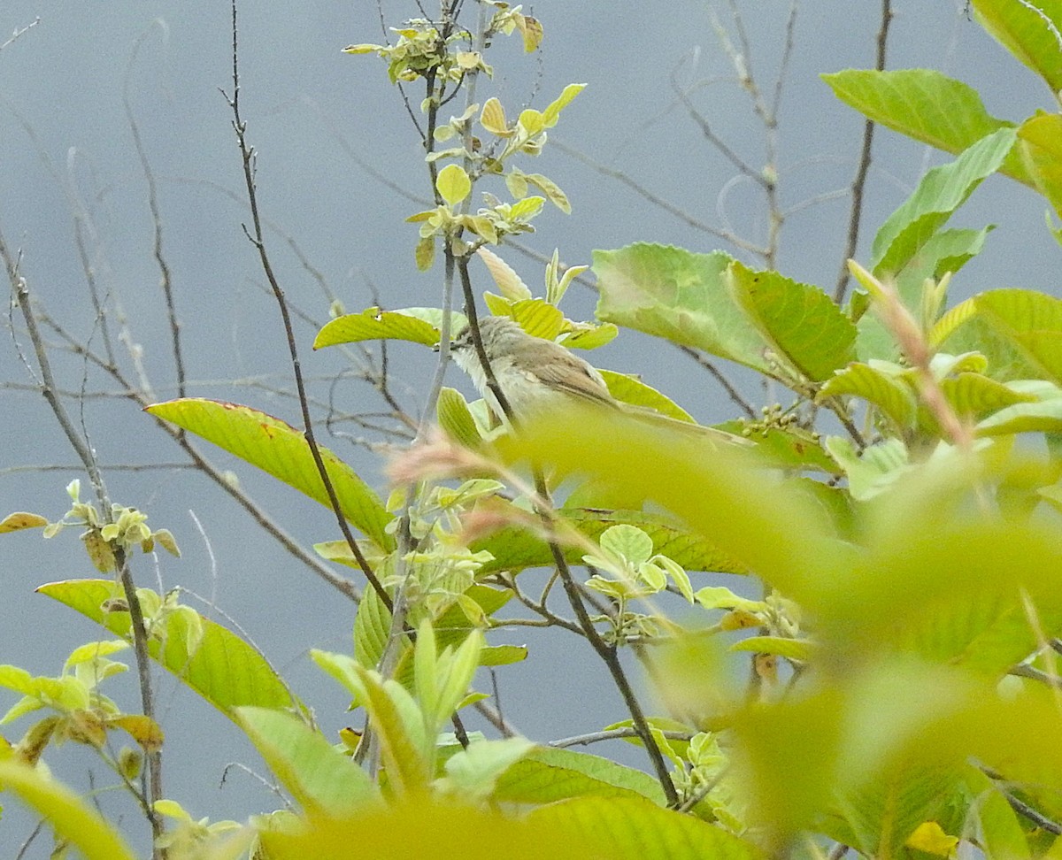 Prinia modeste - ML643217040
