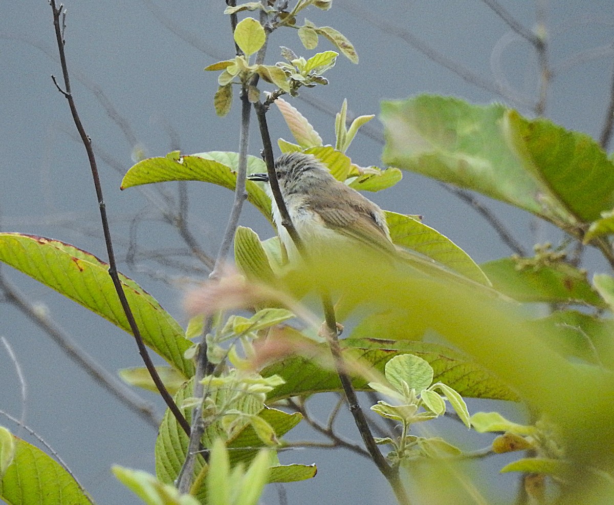 Prinia modeste - ML643217041