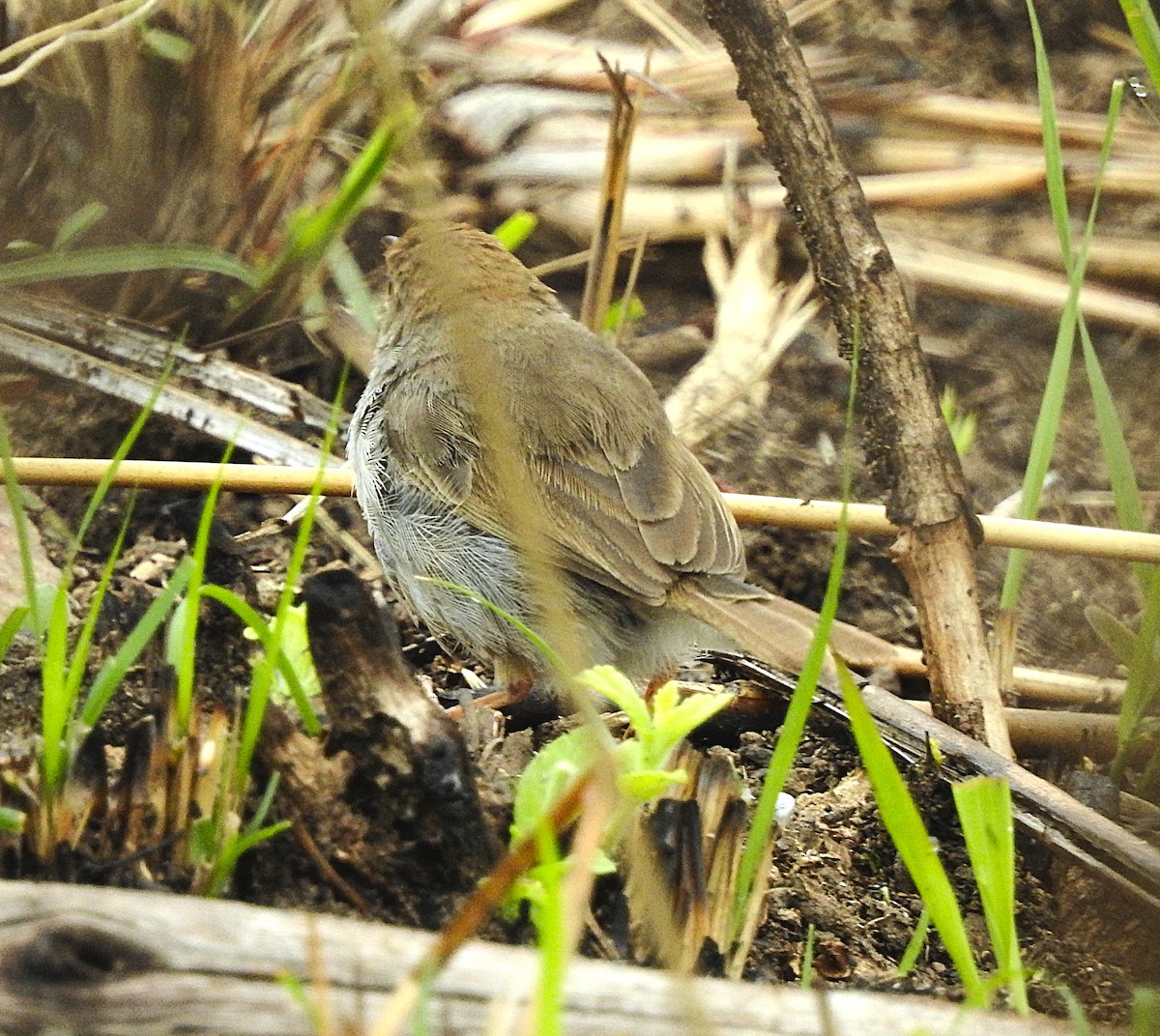 Piping Cisticola - ML643217047