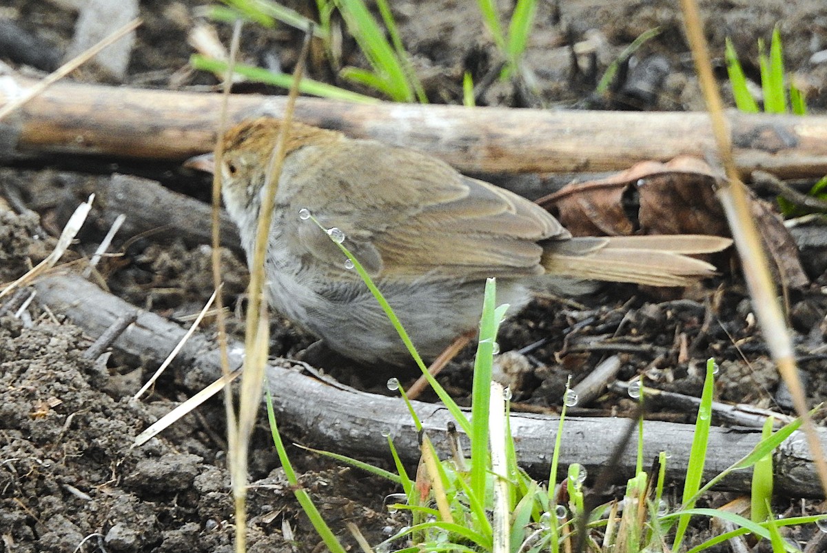 Piping Cisticola - ML643217048