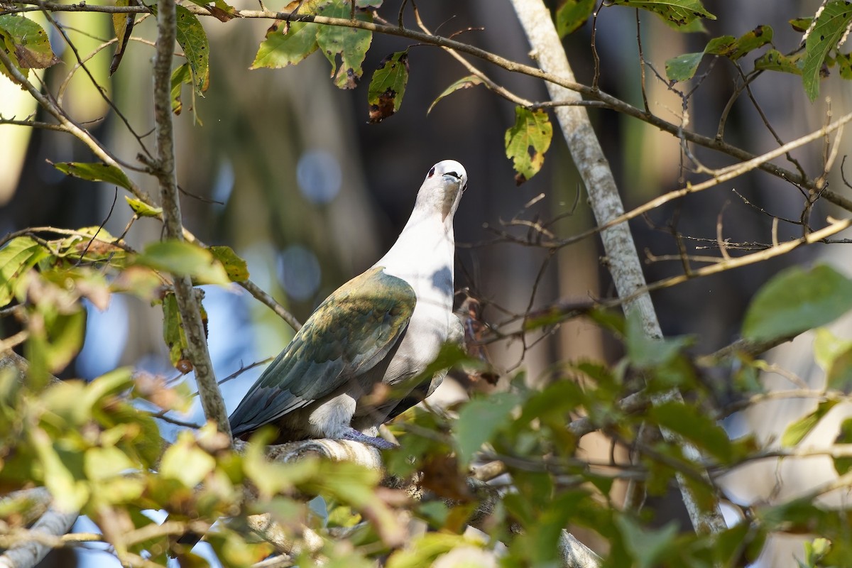 Green Imperial-Pigeon - ML643217049