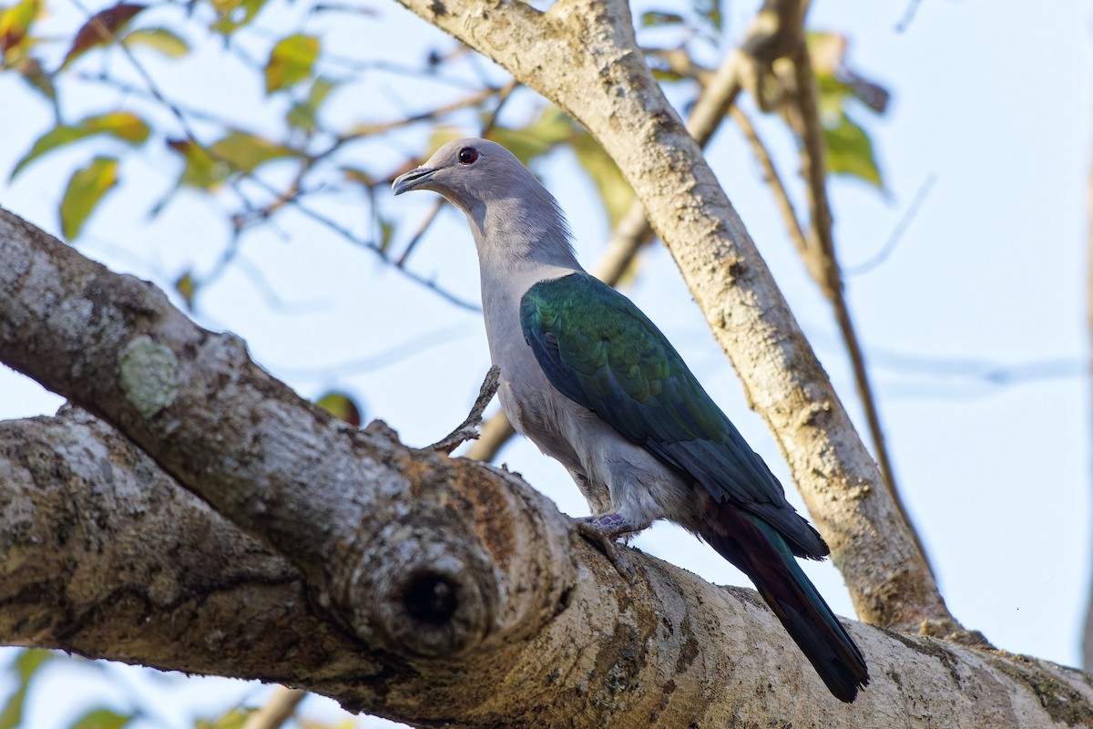 Green Imperial-Pigeon - ML643217050