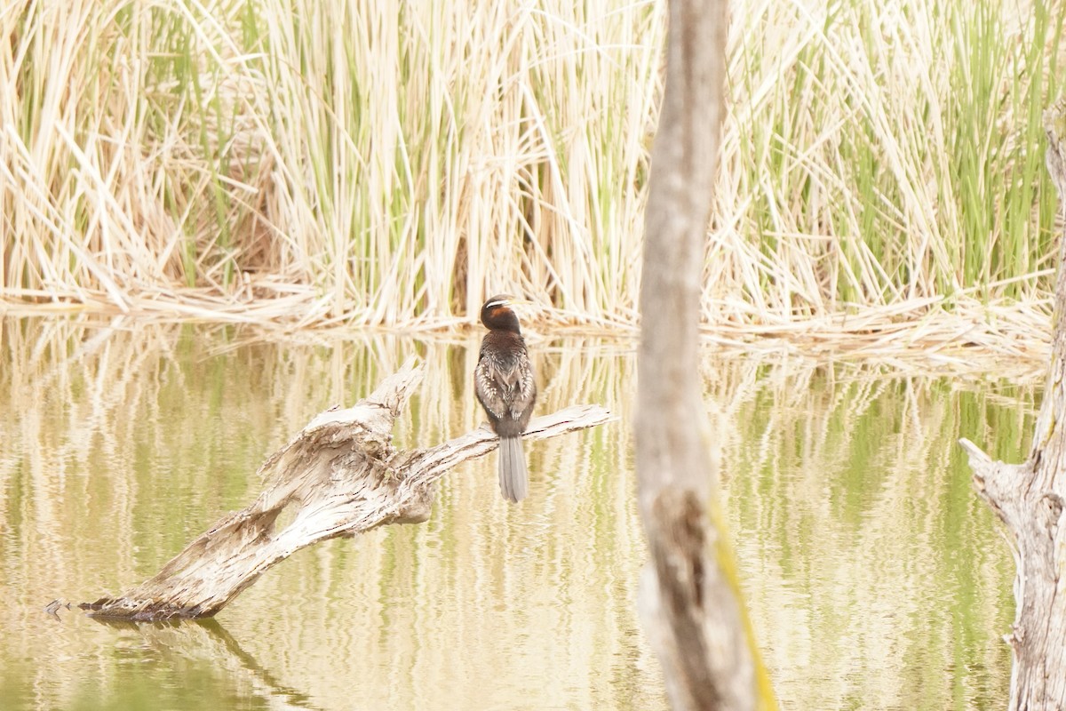 Australasian Darter - ML643217055