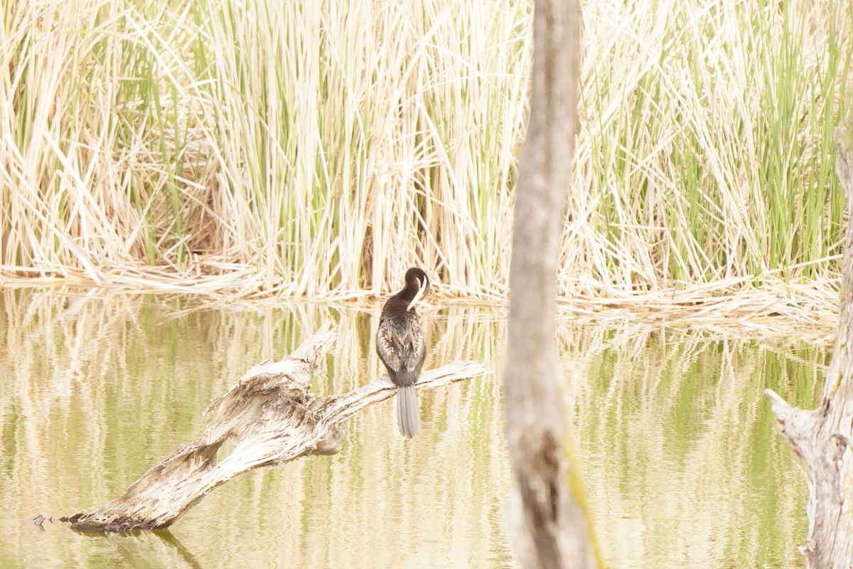 Australasian Darter - ML643217056
