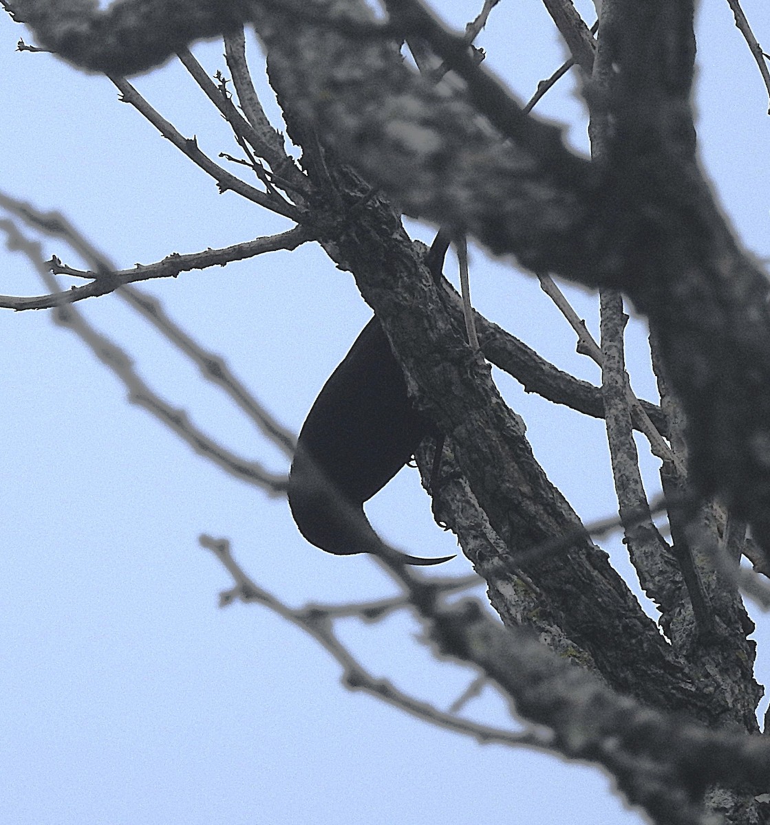 Amethyst Sunbird - ML643217061