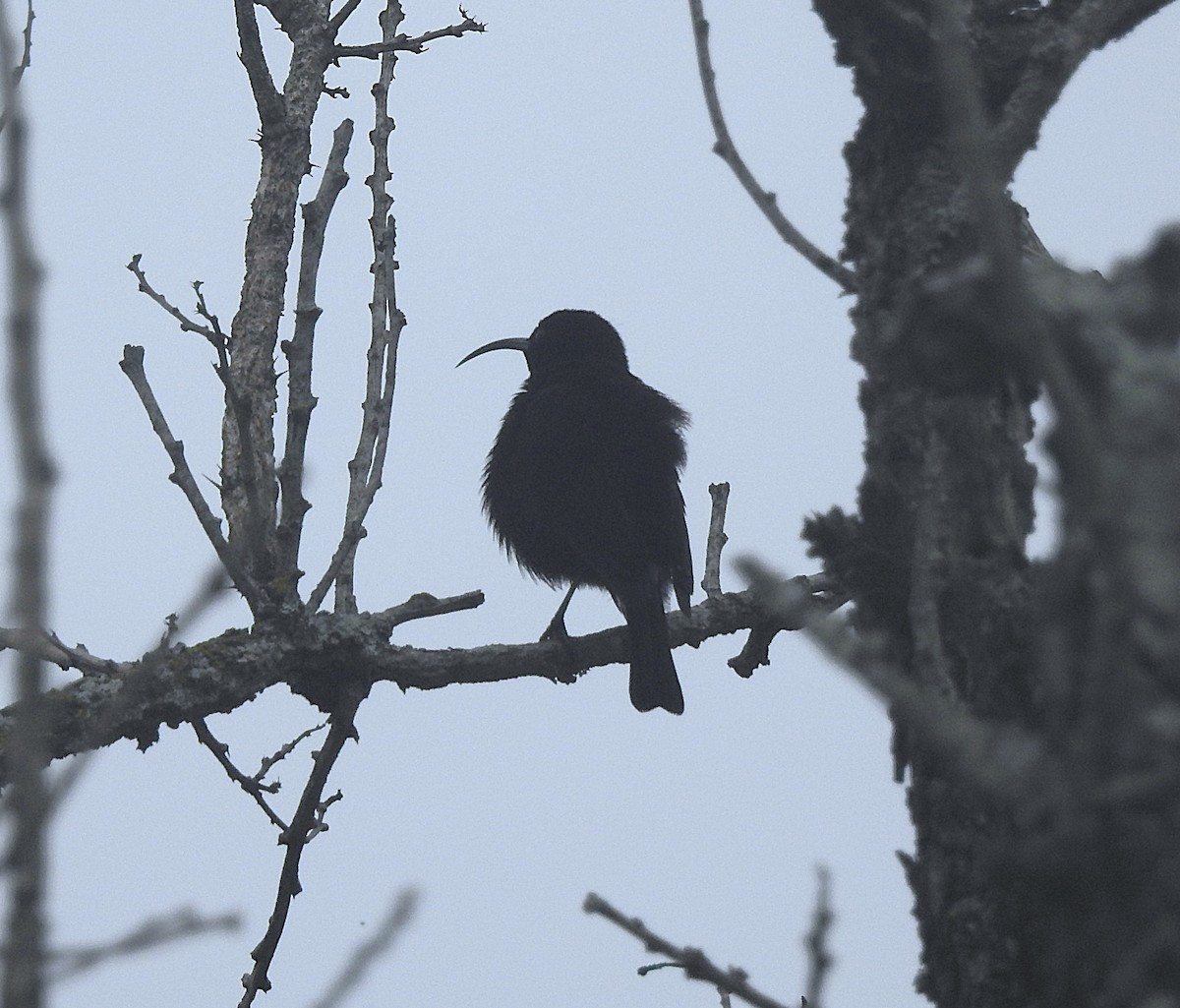 Amethyst Sunbird - ML643217062