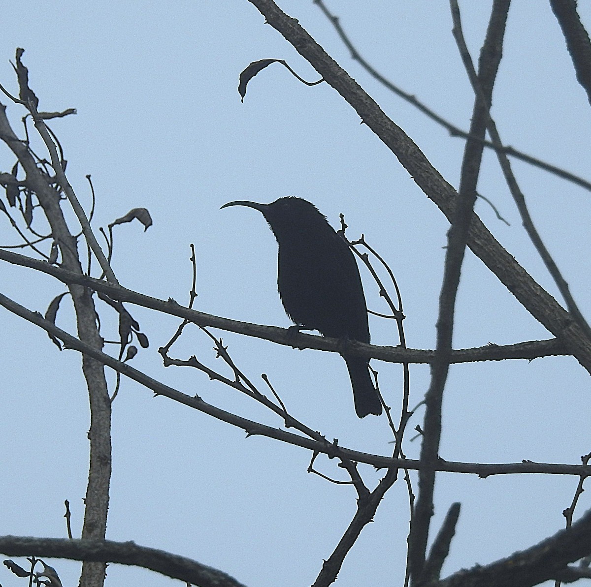 Amethyst Sunbird - ML643217063