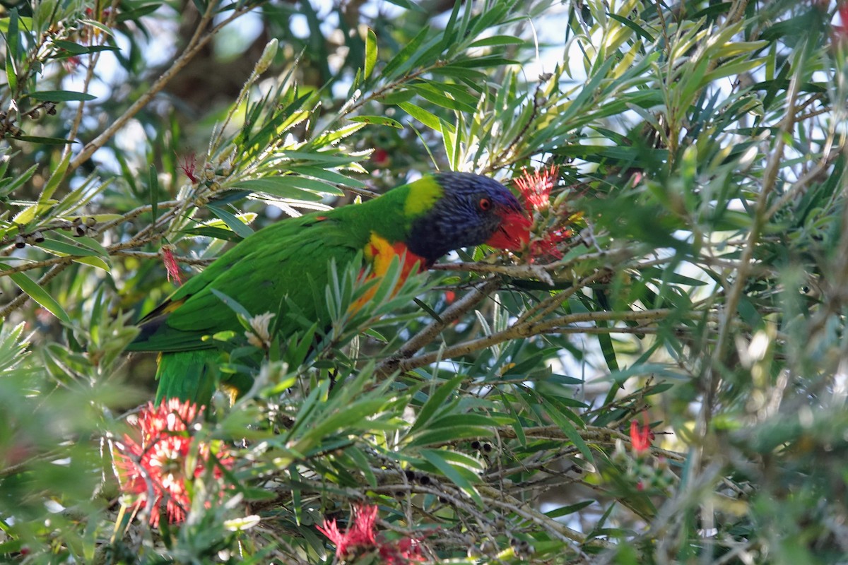 Rainbow Lorikeet - ML643217064