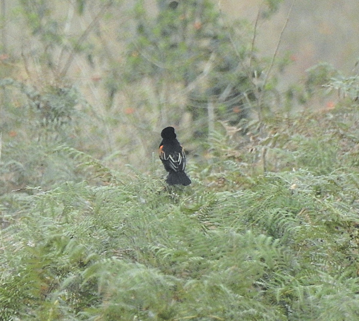 Fan-tailed Widowbird - ML643217065