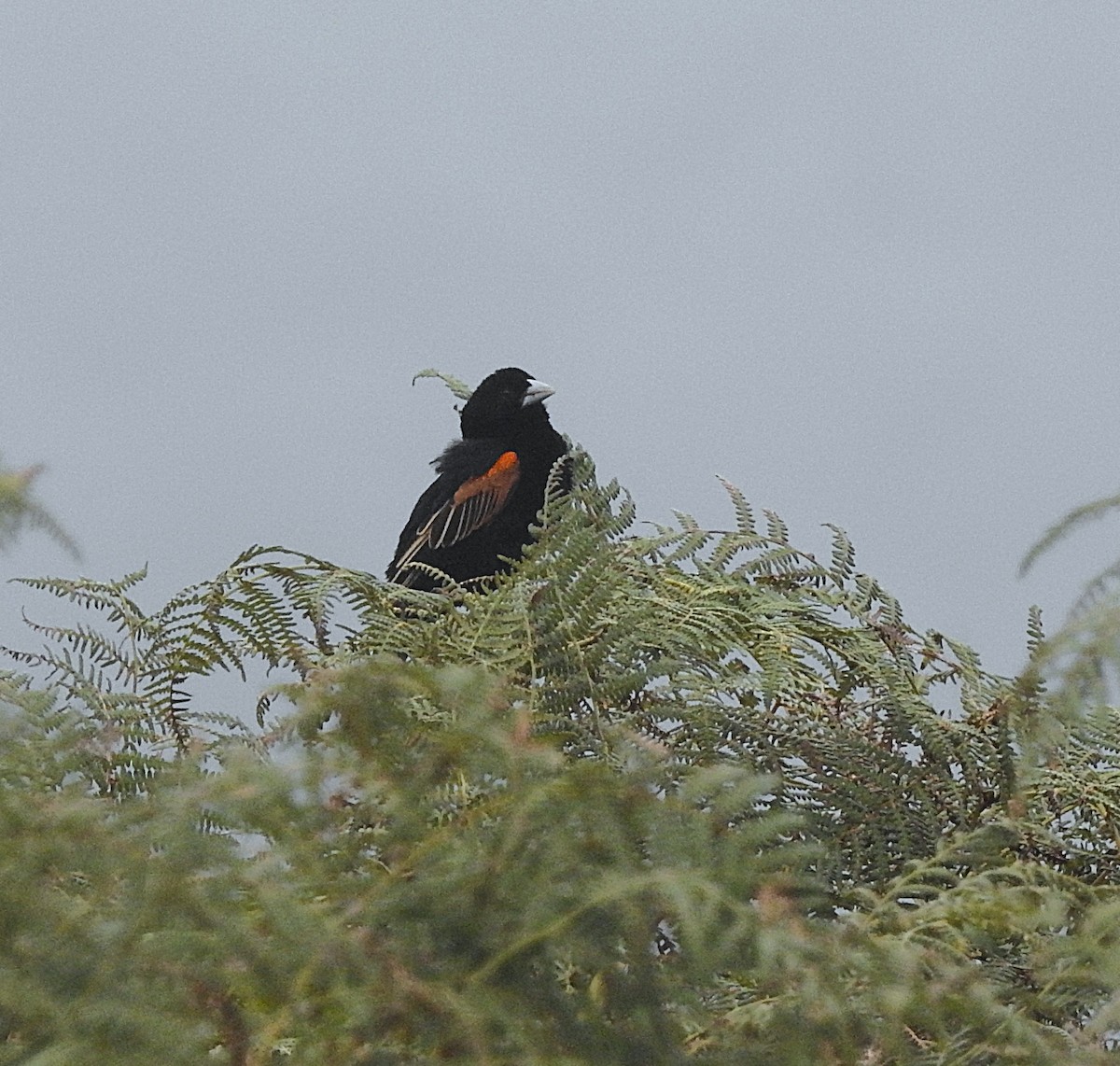 Fan-tailed Widowbird - ML643217067