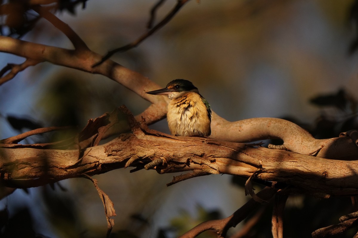 Sacred Kingfisher - ML643217073