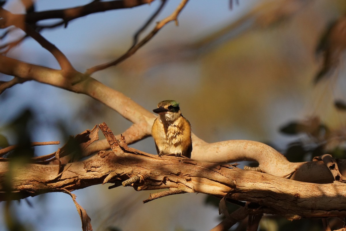 Sacred Kingfisher - ML643217074