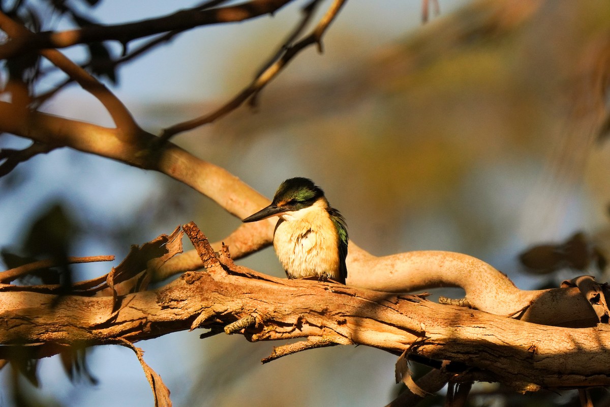 Sacred Kingfisher - ML643217075