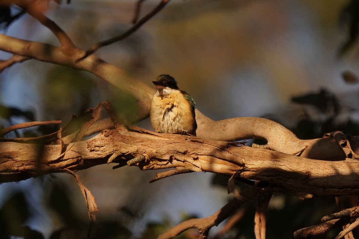 Sacred Kingfisher - ML643217076