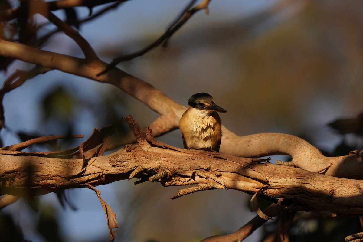 Sacred Kingfisher - ML643217078