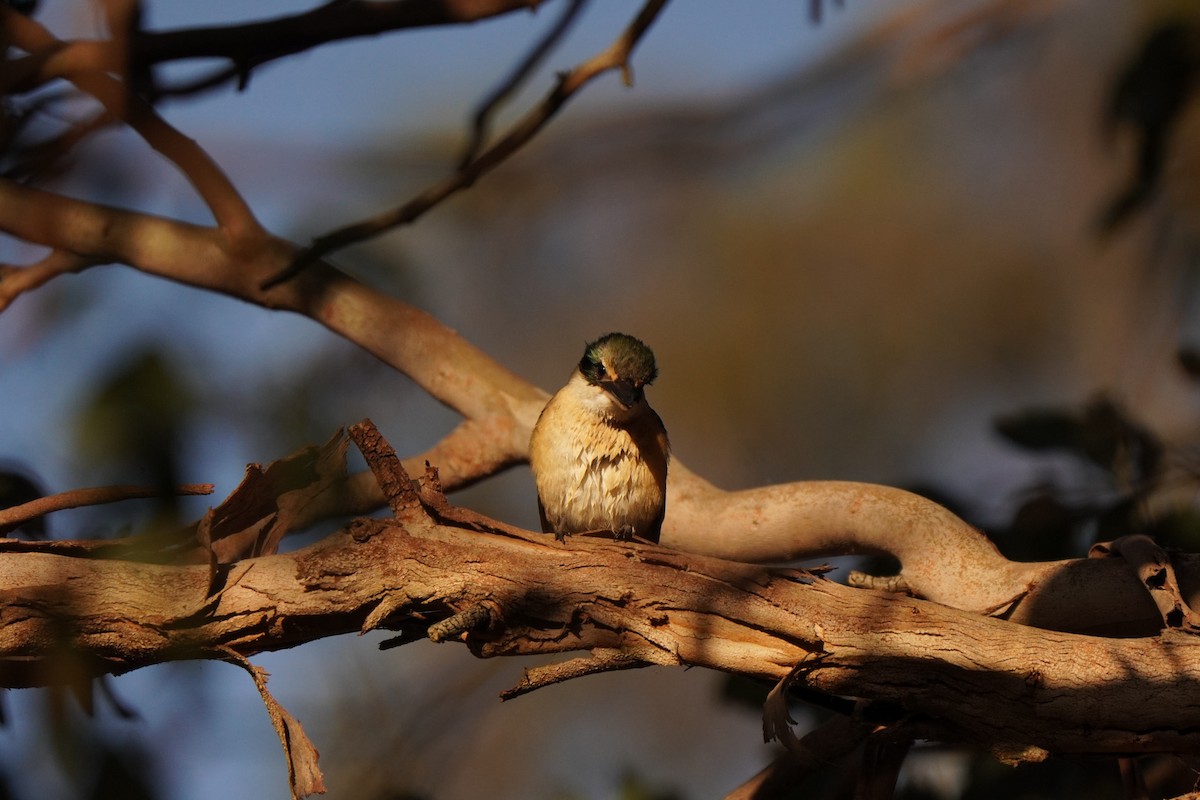 Sacred Kingfisher - ML643217079