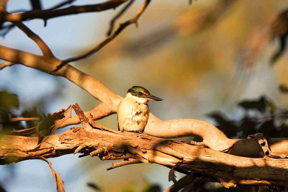 Sacred Kingfisher - ML643217080