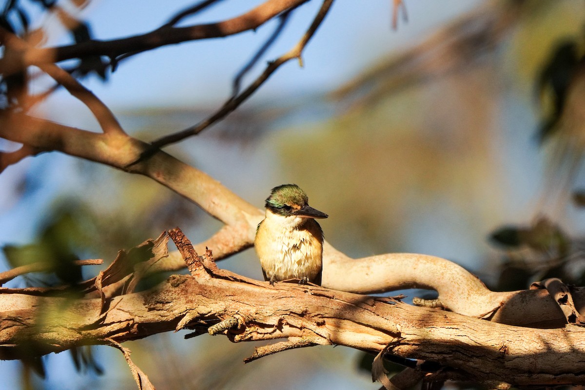 Sacred Kingfisher - ML643217081