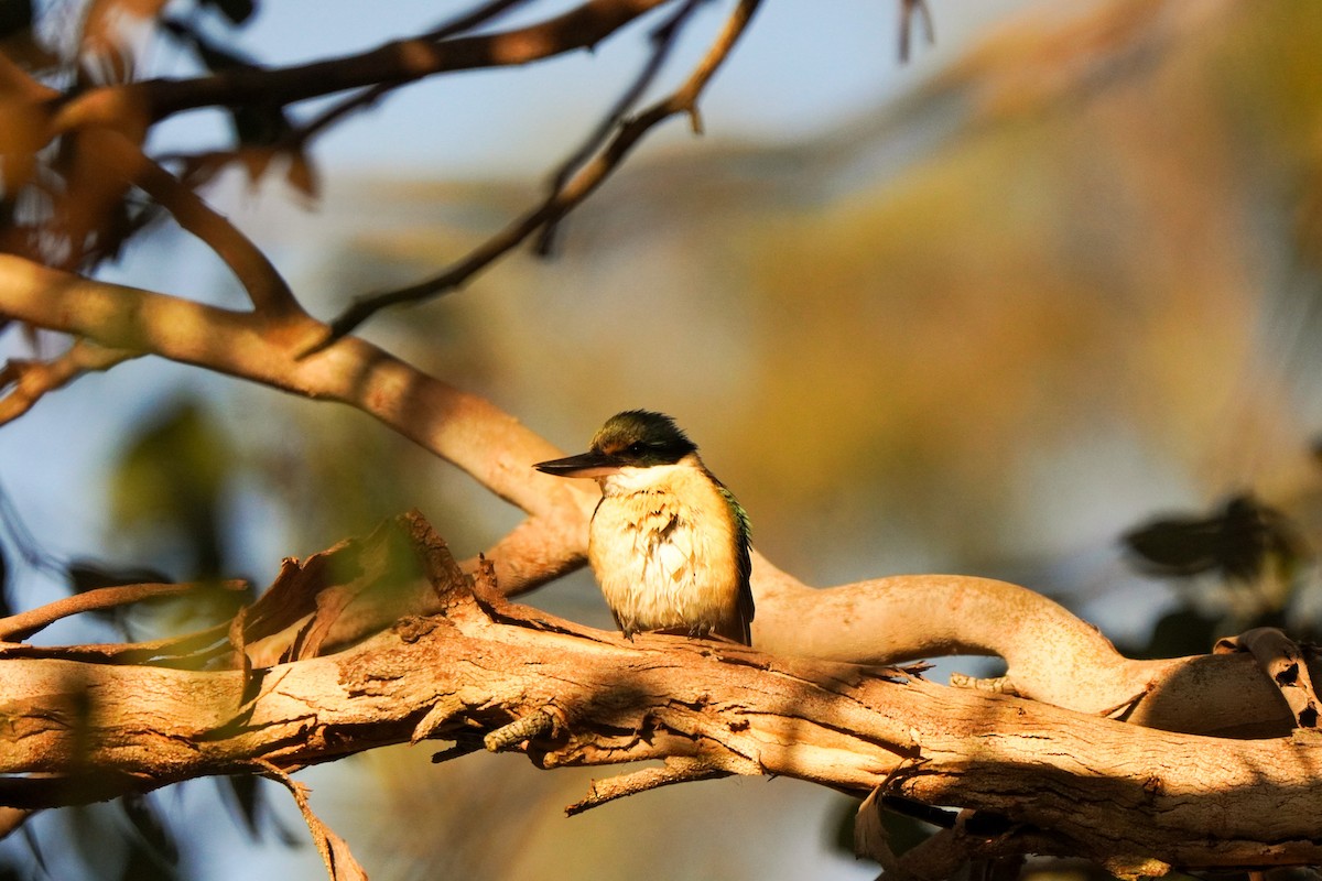 Sacred Kingfisher - ML643217082