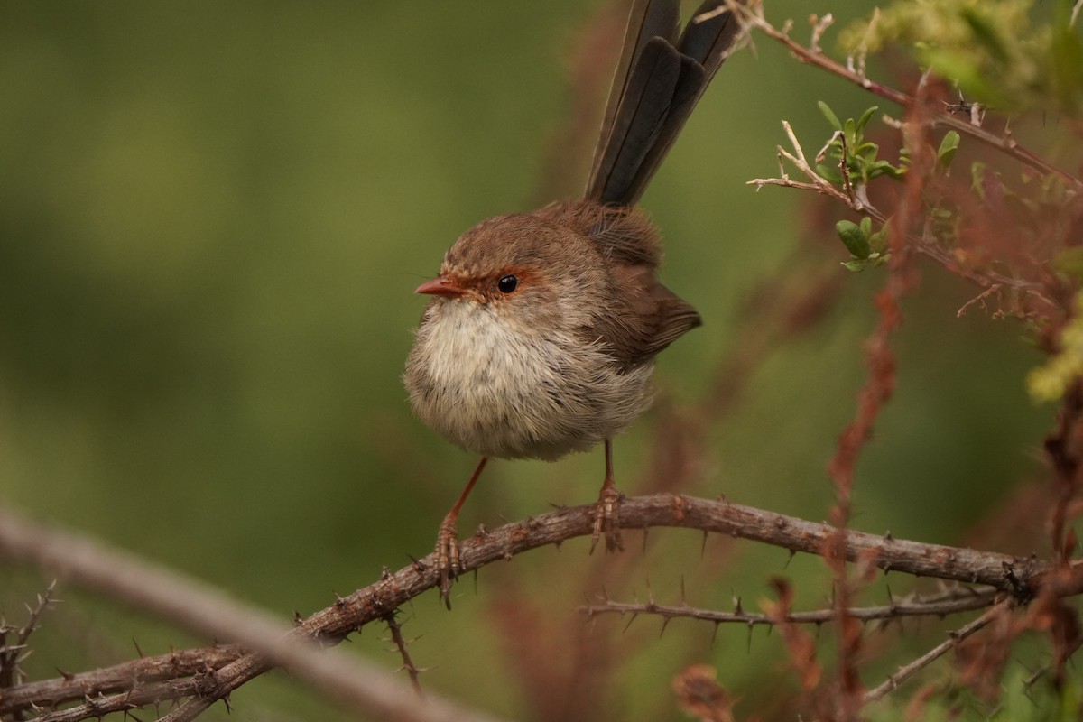 Superb Fairywren - ML643217083