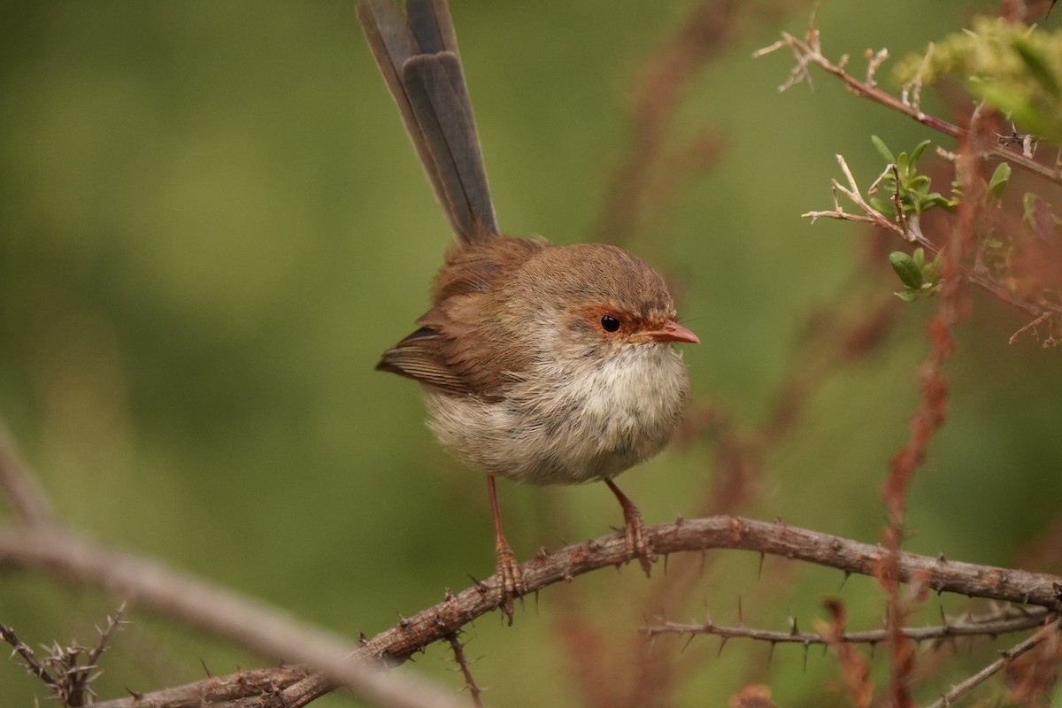 Superb Fairywren - ML643217084