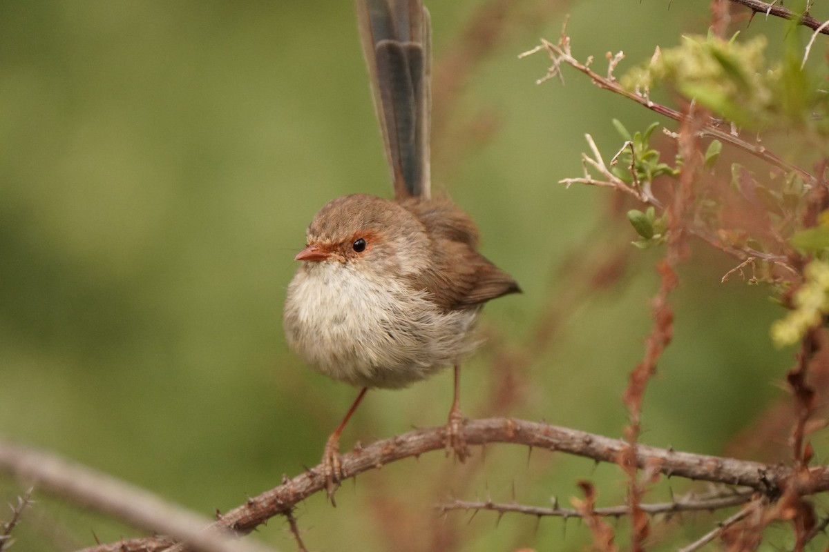 Superb Fairywren - ML643217085