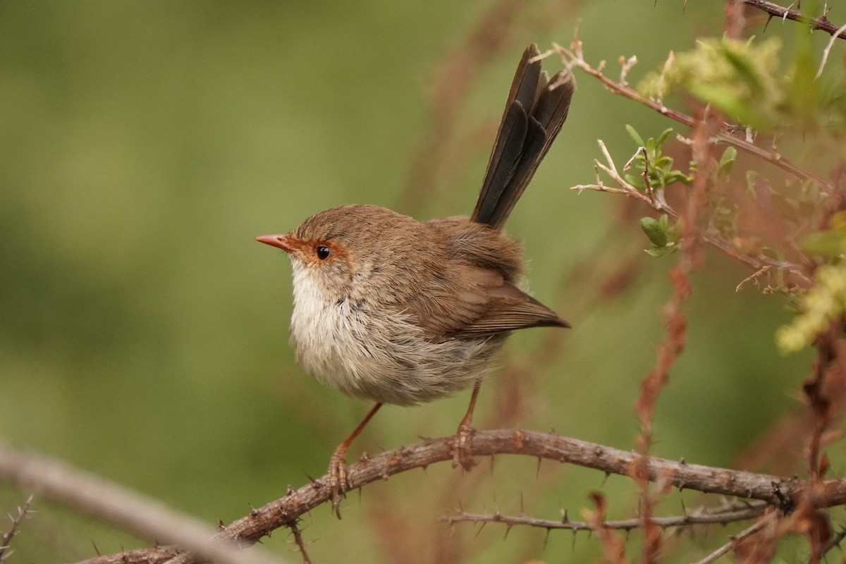 Superb Fairywren - ML643217086