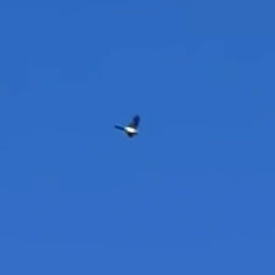 Blue-winged Parrot - ML643217088